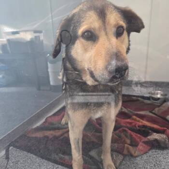 Sammy -  Shepherd Dog for Adoption in North Battleford, Saskatchewan - Sammy | PetCurious