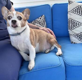 Bentley -  Chihuahua Dog for Adoption in Willingboro, New Jersey - Bentley | PetCurious