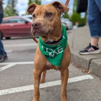 Rescue Mixed Breed Dogs for Adoption in Belfair, Washington - Ruby | PetCurious