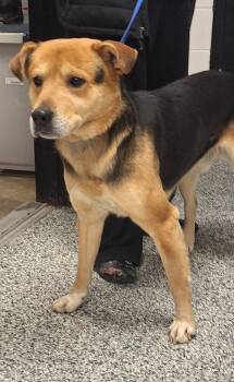 Hound Dogs Available for Adoption - Kash | PetCurious