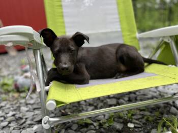 Rescue Shepherd Dogs for Adoption in Portland, Maine - Britain (Fee Reduced Until 12/15) | PetCurious