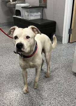 Rescue Mixed Breed Dogs for Adoption in Palmetto, Florida - MOZZA | PetCurious