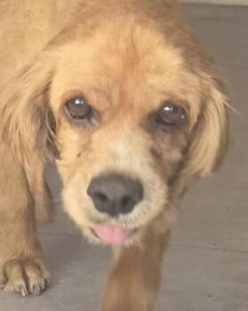 Andy -  Cocker Spaniel Dog for Adoption in Jamestown, California - Andy | PetCurious