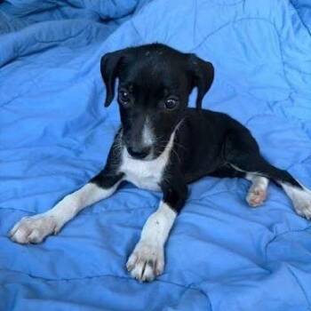 Sansa -  Labrador Retriever and Mixed Breed Dog for Adoption - Sansa | PetCurious