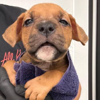 Squints -  Terrier Dog for Adoption in Abilene, Texas - Squints | PetCurious