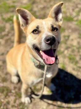 Rescue Husky Dogs for Adoption in Tehachapi, California - Gretel | PetCurious