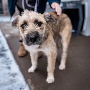 Border Terrier and Mixed Breed Dogs Available for Adoption in Tomah, Wisconsin - Lexie | PetCurious
