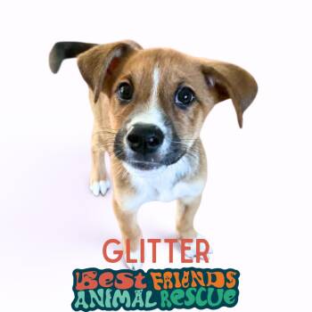 Glitter -  Husky and Labrador Retriever Dog for Adoption in Wasilla, Alaska - Glitter | PetCurious