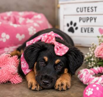 Jerri Sue -  German Shepherd Dog Dog for Adoption in Ashland, Kentucky - Jerri Sue | PetCurious
