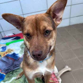 Mixed Breed Dogs Available for Adoption in Wantagh, New York - Alfie | PetCurious