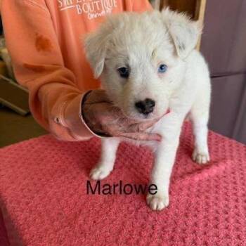 Marlowe (M Litter) -  Mixed Breed Dog for Adoption - Marlowe (M Litter) | PetCurious