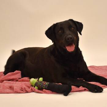 Rescue Labrador Retriever Dogs for Adoption in Wharton, Texas - Linnie | PetCurious