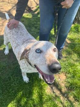 Rescue Coonhound Dogs for Adoption in Lexington, Kentucky - Gus | PetCurious