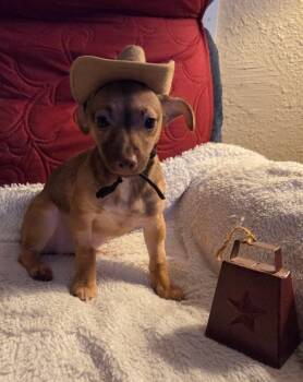 Terrier and Chihuahua Dogs Available for Adoption - Dallas | PetCurious