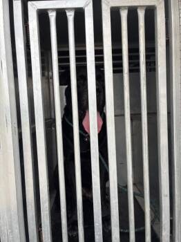Max -  Labrador Retriever and Mastiff Dog for Adoption in New Braunfels, Texas - Max | PetCurious
