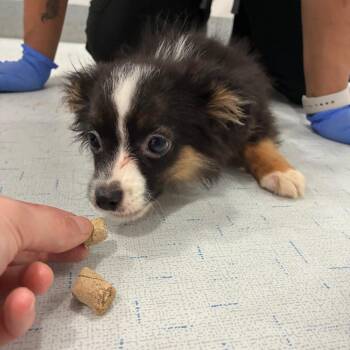 Atalanta -  Australian Shepherd Dog for Adoption in Northbrook, Illinois - Atalanta | PetCurious