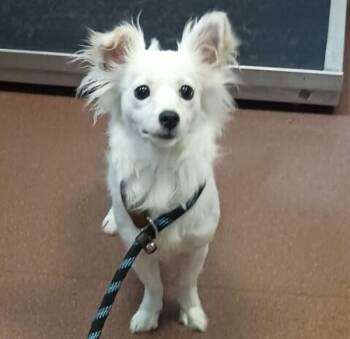 Snowy -  Chihuahua Dog for Adoption in Oakland, California - Snowy | PetCurious