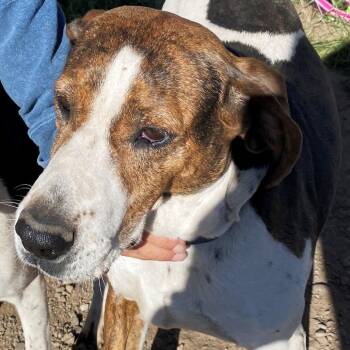 Rescue Hound and Mixed Breed Dogs for Adoption in Pagosa Springs, Colorado - Chasey | PetCurious
