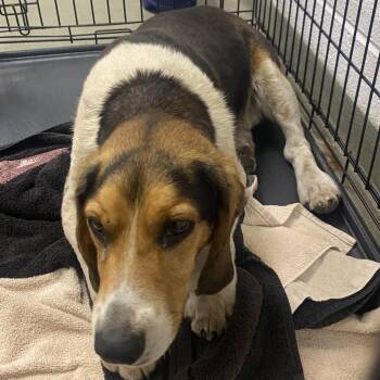Beagle Dogs Available for Adoption in Harrisonburg, Virginia - 70641 | PetCurious