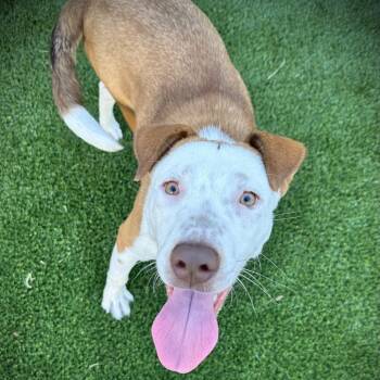 Rescue Australian Cattle Dog Blue Heeler Dogs for Adoption in Ardmore, Oklahoma - Belly | PetCurious