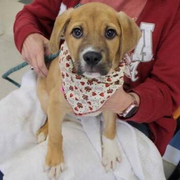 Dingo -  Labrador Retriever Dog for Adoption in Birmingham, Alabama - Dingo | PetCurious