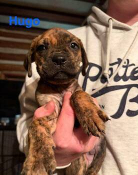 Labrador Retriever Dogs Available for Adoption - Hugo (AL) | PetCurious