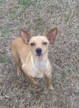 Chihuahua and Mixed Breed Dogs Available for Adoption - DORA | PetCurious