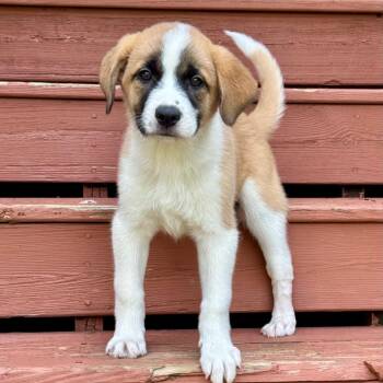 Dawn -  Hound Dog for Adoption in La Grange, Kentucky - Dawn | PetCurious