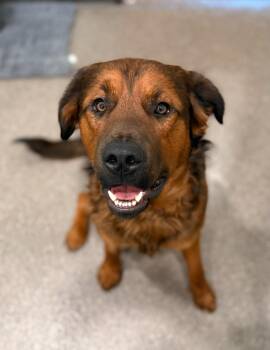 Tank -  Mixed Breed Dog for Adoption in Sault Ste. Marie, Michigan - Tank | PetCurious