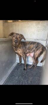 Hound and Mountain Cur Dogs Available for Adoption - Gia | PetCurious