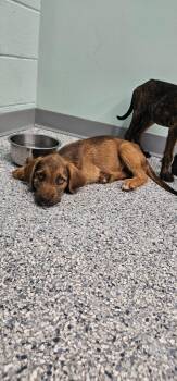 Scooby -  Terrier Dog for Adoption in Athens, Tennessee - Scooby | PetCurious
