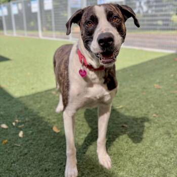 Sparkles -  Mountain Cur Dog for Adoption in Fullerton, Pennsylvania - Sparkles | PetCurious