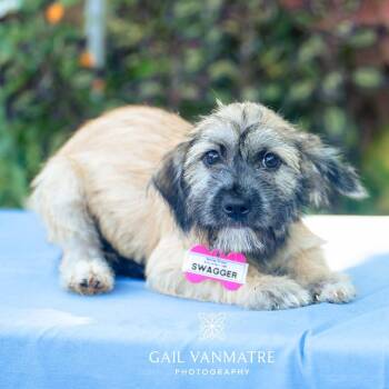 Swagger -  Terrier Dog for Adoption in Wake Forest, North Carolina - Swagger | PetCurious