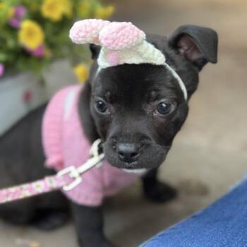 Rat Terrier and Pug Dogs Available for Adoption in Oklahoma City, Oklahoma - Beatrice C-34483 | PetCurious