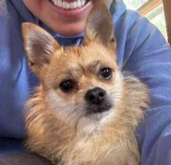 Baby -  Chihuahua Dog for Adoption in Sudbury, Massachusetts - Baby | PetCurious