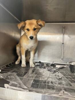 Angie -  Shepherd Dog for Adoption in Hopkinsville, Kentucky - Angie | PetCurious