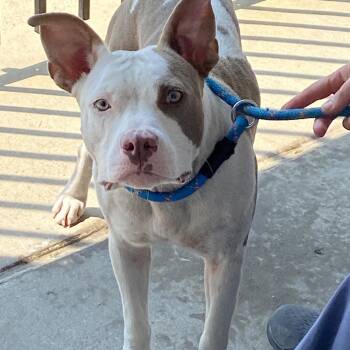 TAYLOR -  Mixed Breed Dog for Adoption in Memphis, Tennessee - TAYLOR | PetCurious