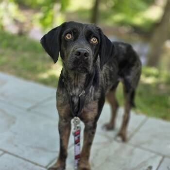 Venus -  Catahoula Leopard Dog Dog for Adoption in Wayne, New Jersey - Venus | PetCurious