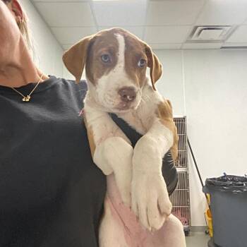 Zelda -  Pit Bull Terrier Dog for Adoption in Abilene, Texas - Zelda | PetCurious