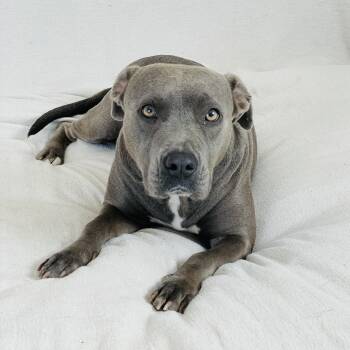Loving Lula -  Staffordshire Bull Terrier and Pit Bull Terrier Dog for Adoption in Burlington, North Carolina - Loving Lula | PetCurious