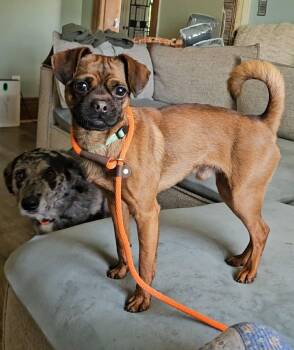 Lester -  Pug Dog for Adoption - Lester | PetCurious