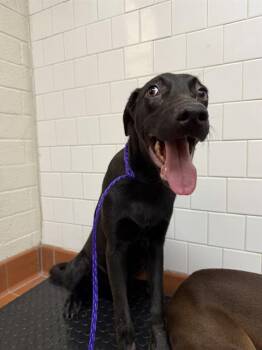 A882786 -  Doberman Pinscher Dog for Adoption in Camarillo, California - A882786 | PetCurious