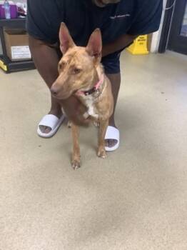 Rescue Pharaoh Hound and Mixed Breed Dogs for Adoption in Fort Worth, Texas - Cleo | PetCurious
