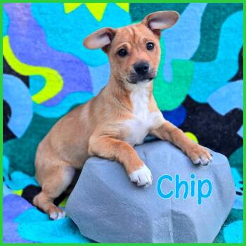 Mixed Breed Dogs Available for Adoption in Joliet, Illinois - Chip | PetCurious
