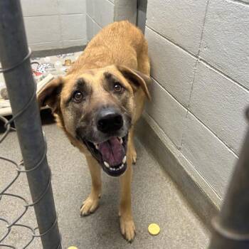 German Shepherd Dog and Mixed Breed Dogs Available for Adoption - COLT | PetCurious