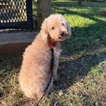 Dipper -  Miniature Poodle Dog for Adoption in Phoenixville, Pennsylvania - Dipper | PetCurious