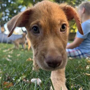 Rita D71508 -  Labrador Retriever and Mixed Breed Dog for Adoption in Minnetonka, Minnesota - Rita D71508 | PetCurious