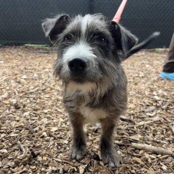 Rafe -  Terrier Dog for Adoption in Briarcliff Manor, New York - Rafe | PetCurious