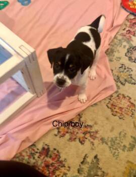 Mixed Breed Dogs Available for Adoption in Taycheedah, Wisconsin - Chip | PetCurious