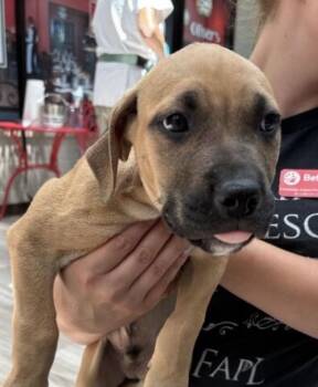 Mike -  Terrier and Pit Bull Terrier Dog for Adoption in Elyria, Ohio - Mike | PetCurious